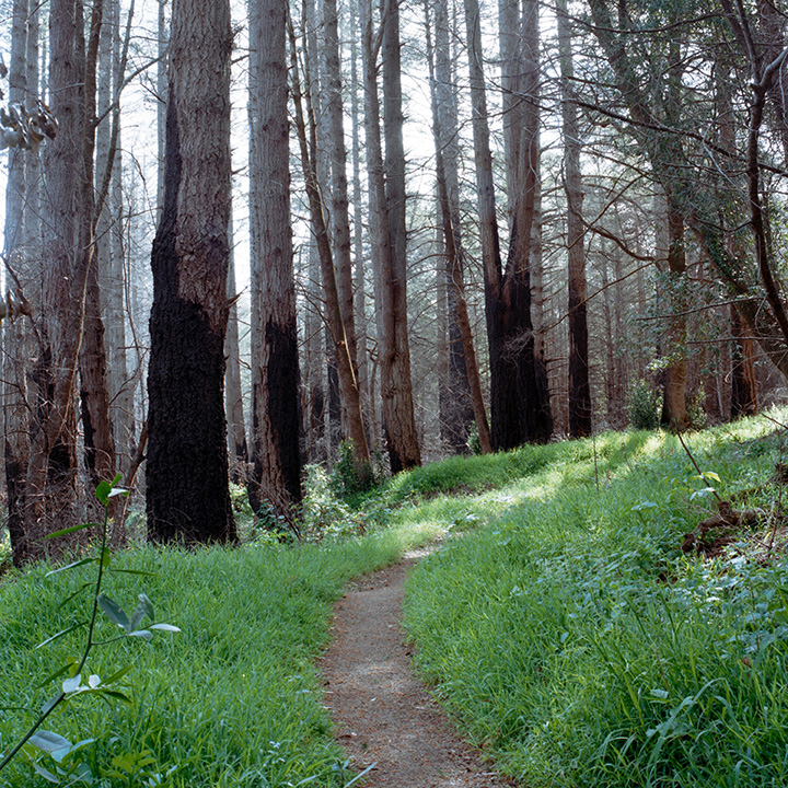 Alamere Falls Hike: The Ultimate Guide for Hiking to One of California’s Bucket-List Waterfalls 12 A dirt path leads through the grass and into the woods