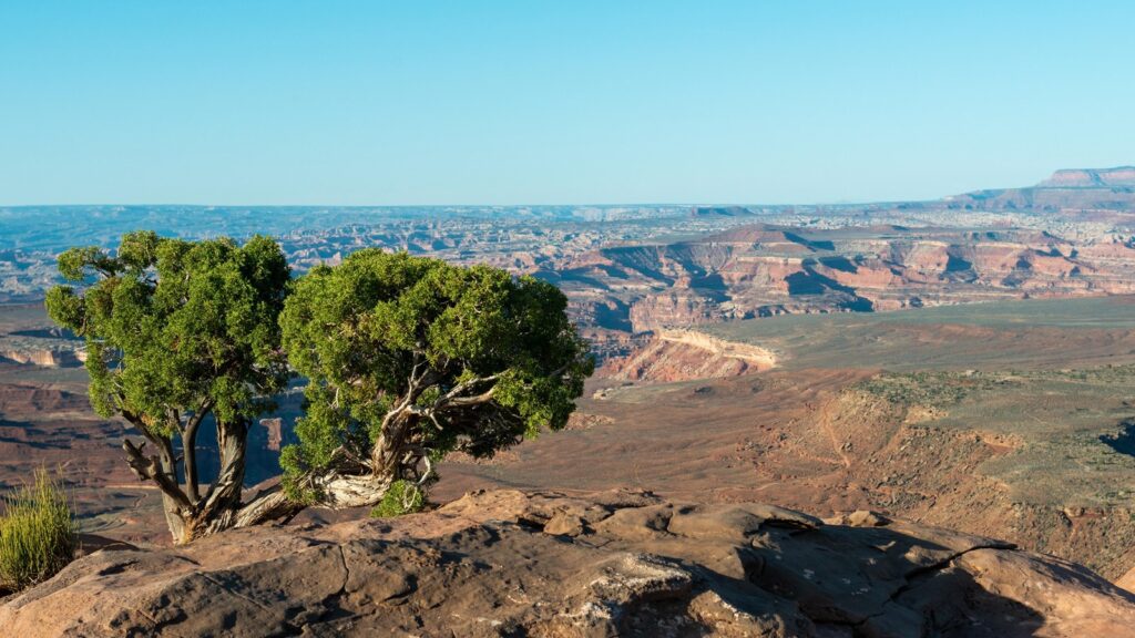 The 15 Best Hikes in Canyonlands National Park: A Comprehensive Guide 30 A lone tree grows beside a canyon rim
