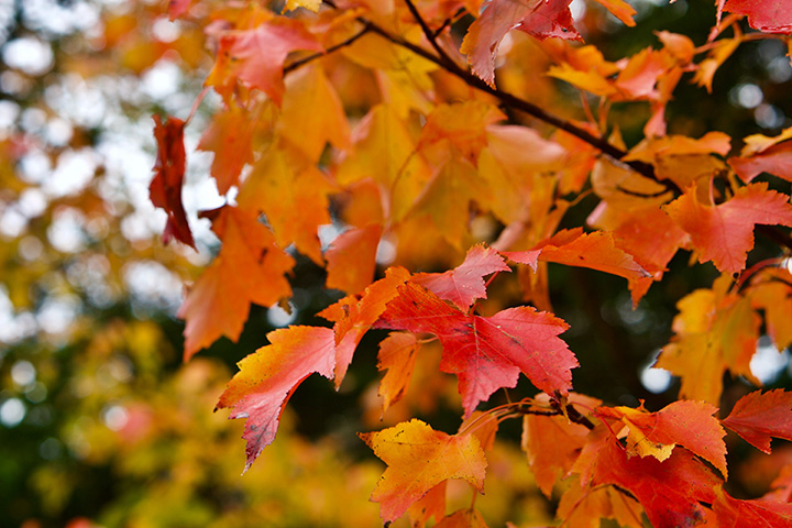 The Best Time to Visit Acadia National Park: When to See Fall Colors 4 Red and orange leaves hang from trees in the fall season