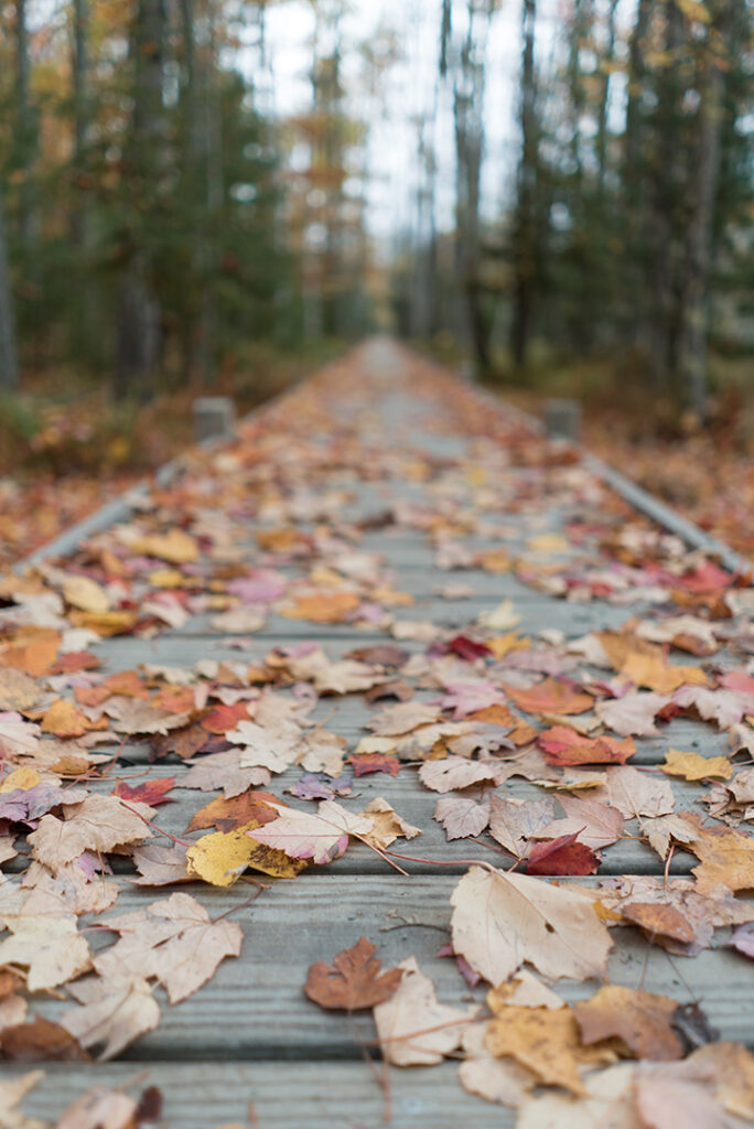 The Best Time to Visit Acadia National Park: When to See Fall Colors 15 Fallen leaves on a boardwalk through a forest