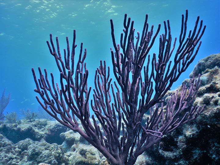 The Absolute Best Time to Visit Dry Tortugas National Park 9 Coral growing underwater