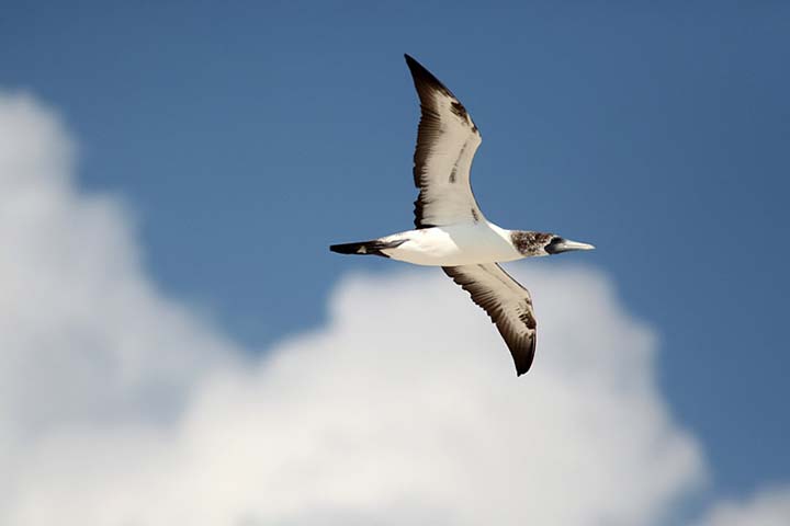 The Absolute Best Time to Visit Dry Tortugas National Park 10 A Masked Booby soars in the skies above Hospital Key in Dry Tortugas National Park.