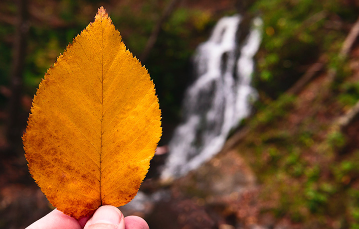 Someone holds an order leaf up to a waterfall