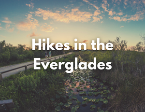 Dry Tortugas National Park 12 A boardwalk over a marsh at sunset. Text over the image reads, "Hikes in the Everglades"