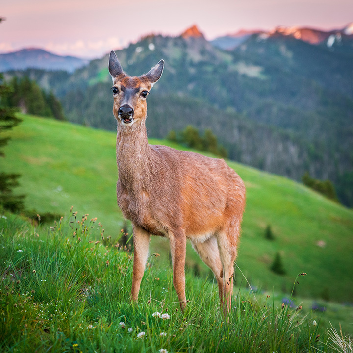 Olympic National Park Camping Guide: Everything You Need to Know About All 15 Olympic National Park Campgrounds 5 A deer looking at the camera stands on a green grassy hill with mountains in the background at sunset with a pink hue