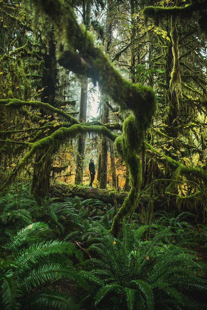 Olympic National Park Camping Guide: Everything You Need to Know About All 15 Olympic National Park Campgrounds 19 A hiker surrounded by trees covered in green moss