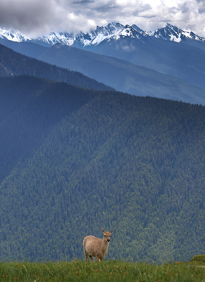Olympic National Park Camping Guide: Everything You Need to Know About All 15 Olympic National Park Campgrounds 17 A lone deer standing on green grass with towering snow-capped mountains in the background