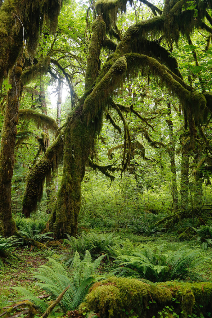 Olympic National Park Camping Guide: Everything You Need to Know About All 15 Olympic National Park Campgrounds 2 Moss-covered trees in a rainforest