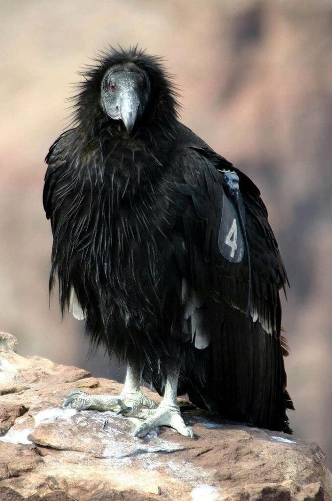 The Ultimate Pinnacles National Park Camping Guide 22 A black and white California condor perched on a rock