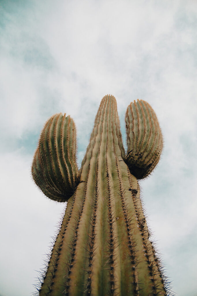 The 16 Best Saguaro National Park Hikes for Every Type of Explorer 7 A saguaro cactus stands tall before a cloudy sky