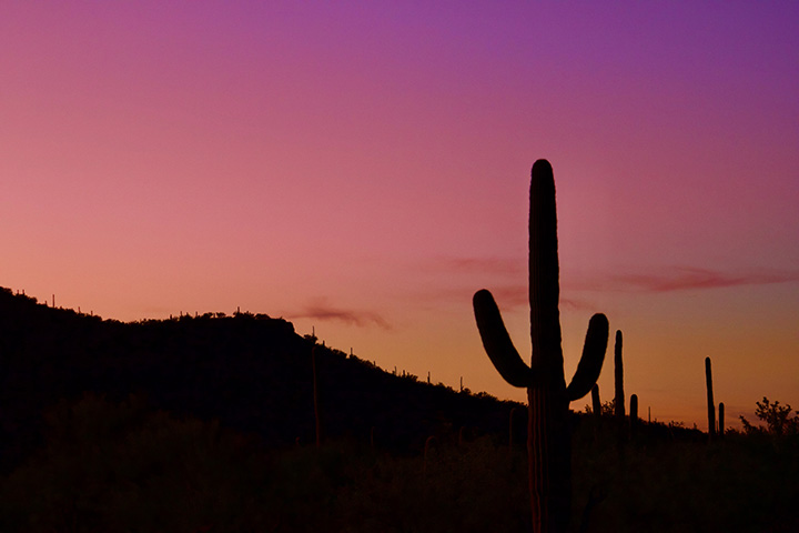 The 16 Best Saguaro National Park Hikes for Every Type of Explorer 47 Saguaro cacti and mountains at sunset below a pink and orange sky