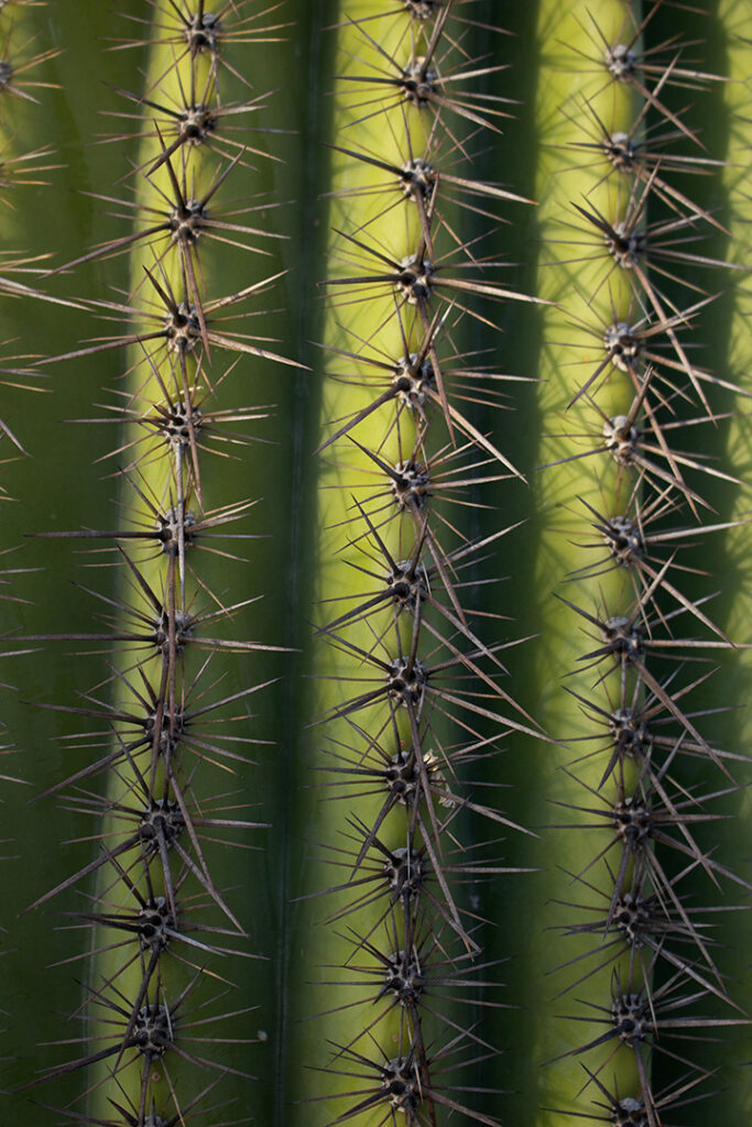 The 16 Best Saguaro National Park Hikes for Every Type of Explorer 15 A close up photo of the needles on a saguaro cactus