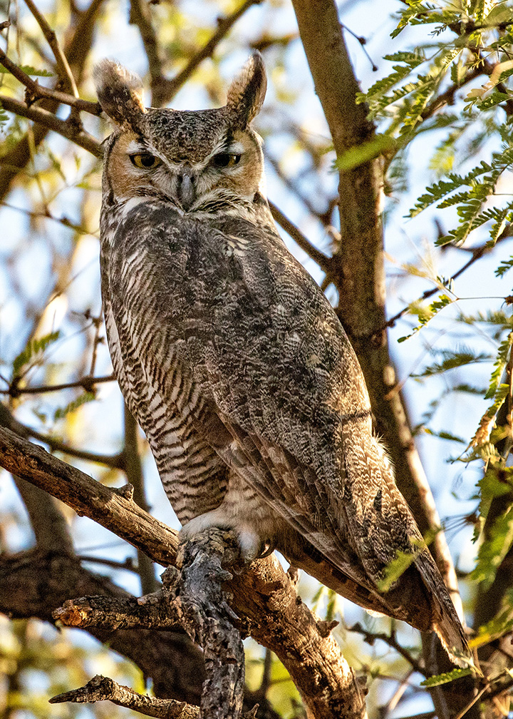 The 16 Best Saguaro National Park Hikes for Every Type of Explorer 11 A great-horned owl perched in a tree