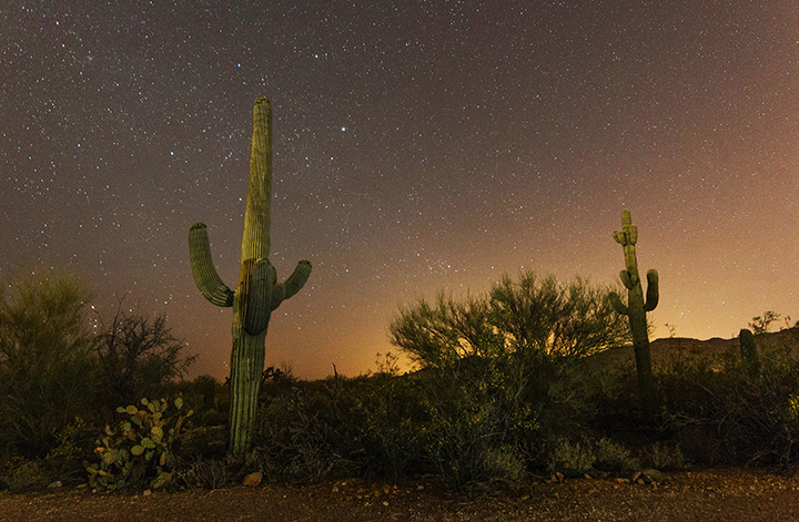 The 16 Best Saguaro National Park Hikes for Every Type of Explorer 17 Saguaro cactus at night below a sky full of stars