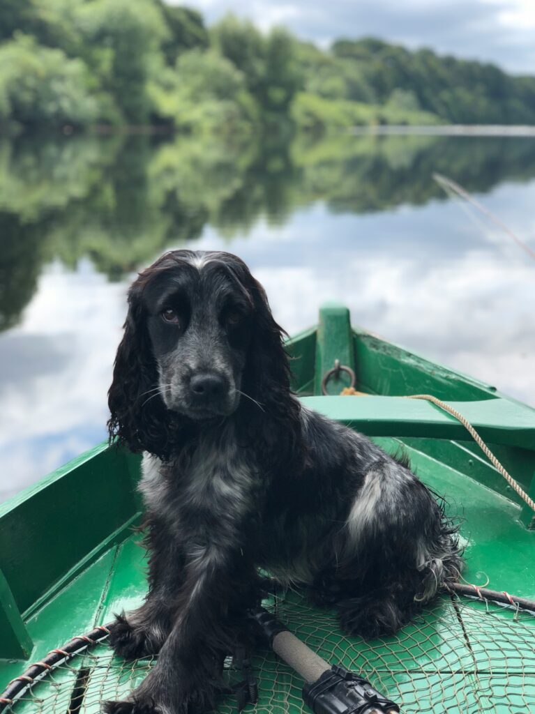 Everglades National Park 23 Is Everglades National Park dog friendly? A black dog sits on a green canoe surrounded by blue water.