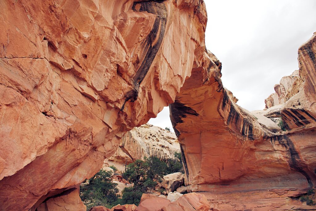 20 Best Hikes in Capitol Reef National Park 20 A large stone arch frames juniper trees and sandstone behind it