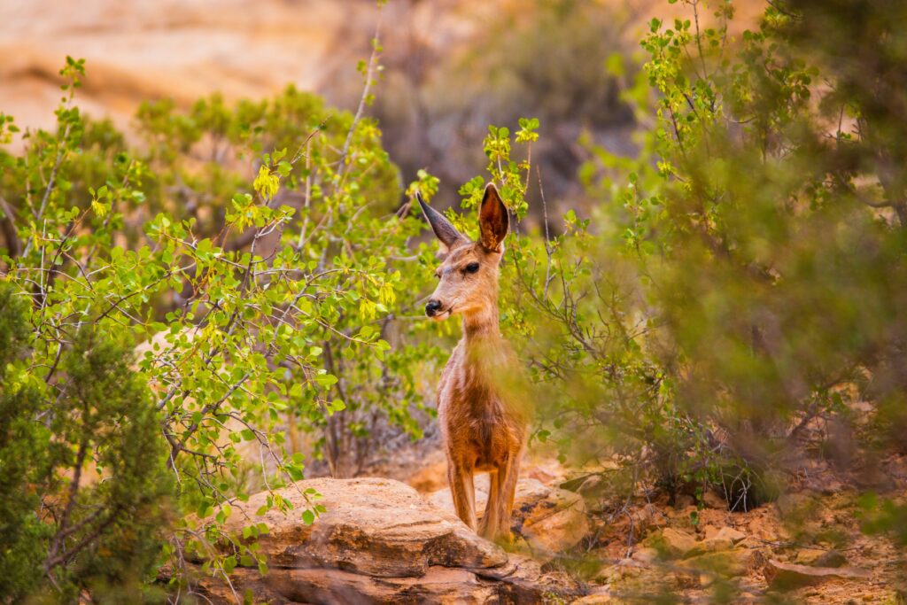 20 Best Hikes in Capitol Reef National Park 10 A small deer peeks through green bushes