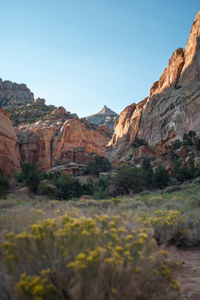 20 Best Hikes in Capitol Reef National Park 5 Green bushes line a valley floor with tall rock formations on either side