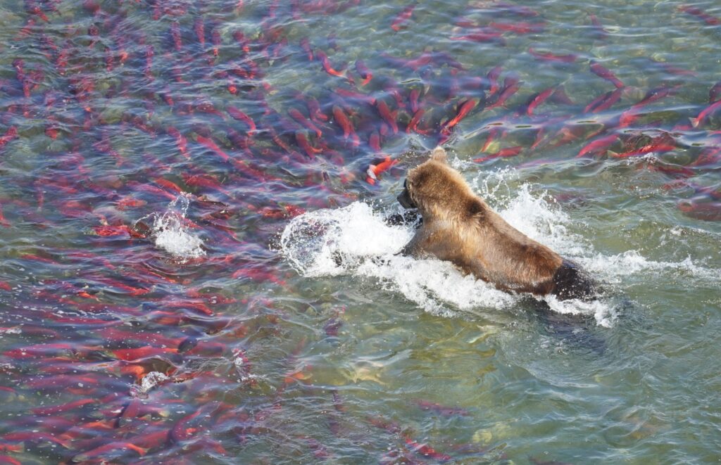 The 13 Best Things to Do in Katmai National Park: Bears and Volcanoes Galore 30 A brown bear dives into a pool of red salmon