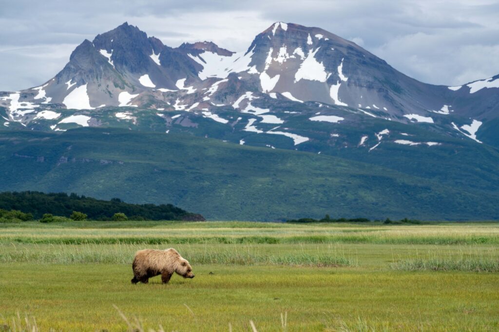 The 13 Best Things to Do in Katmai National Park: Bears and Volcanoes Galore 35 A lone brown bear walks across bright green tundra below a snowy mountain