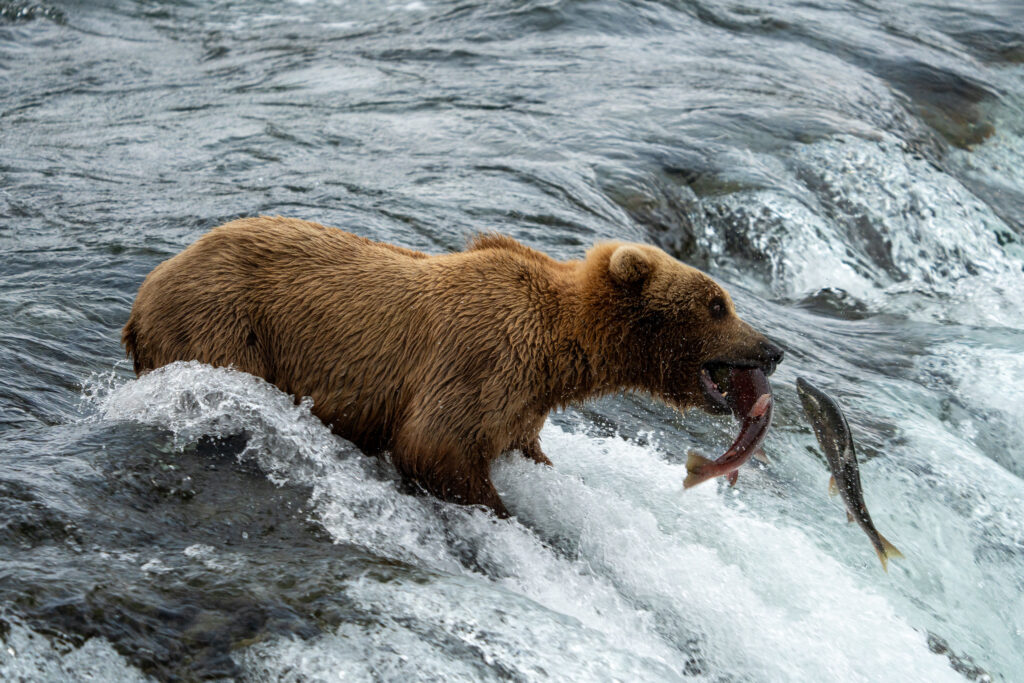 The 13 Best Things to Do in Katmai National Park: Bears and Volcanoes Galore 20 A brown bear catches a salmon as it swims upriver