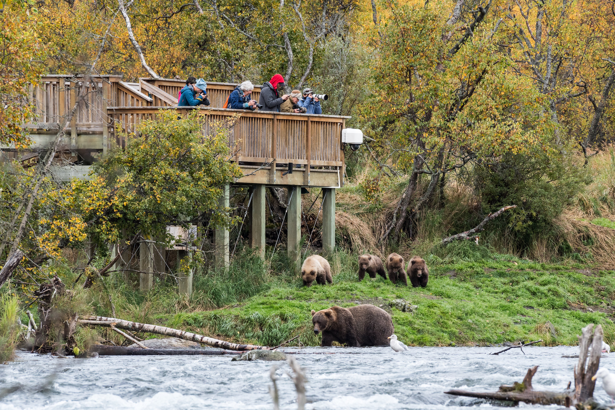 The 13 Best Things to Do in Katmai National Park: Bears and Volcanoes Galore 1 A group of people stand on a wooden boardwalk watching brown bears below them