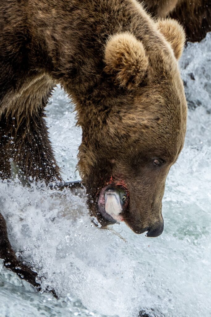 The 13 Best Things to Do in Katmai National Park: Bears and Volcanoes Galore 33 A brown bear holds its head over a waterfall to snatch a salmon; the salmons head is peeking out of its mouth