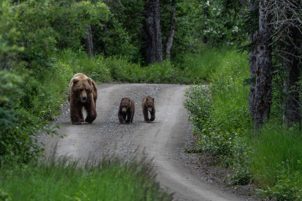 The 13 Best Things to Do in Katmai National Park: Bears and Volcanoes Galore 13 Three brown bears, one adult and two cubs, walk along an unpaved road through the forest toward the camera