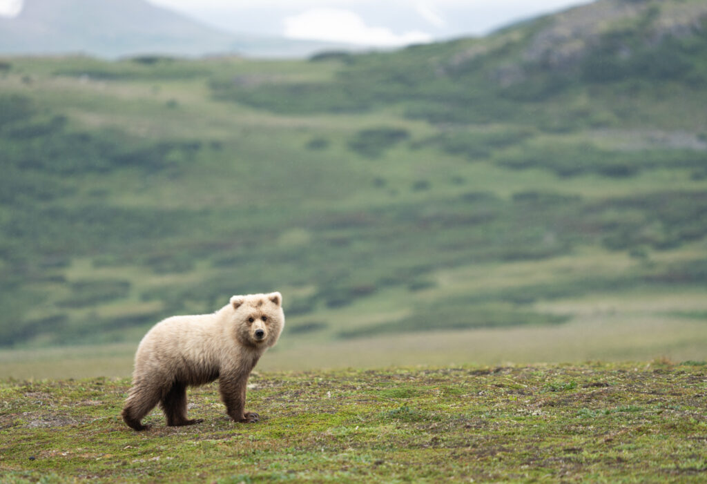 The 13 Best Things to Do in Katmai National Park: Bears and Volcanoes Galore 7 A brown bear looks back toward the camera as it walks across grassy tundra