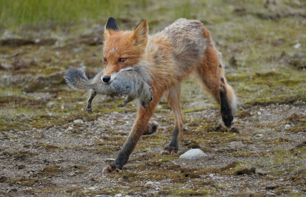 The 13 Best Things to Do in Katmai National Park: Bears and Volcanoes Galore 32 A red fox with prey in its mouth runs across the tundra