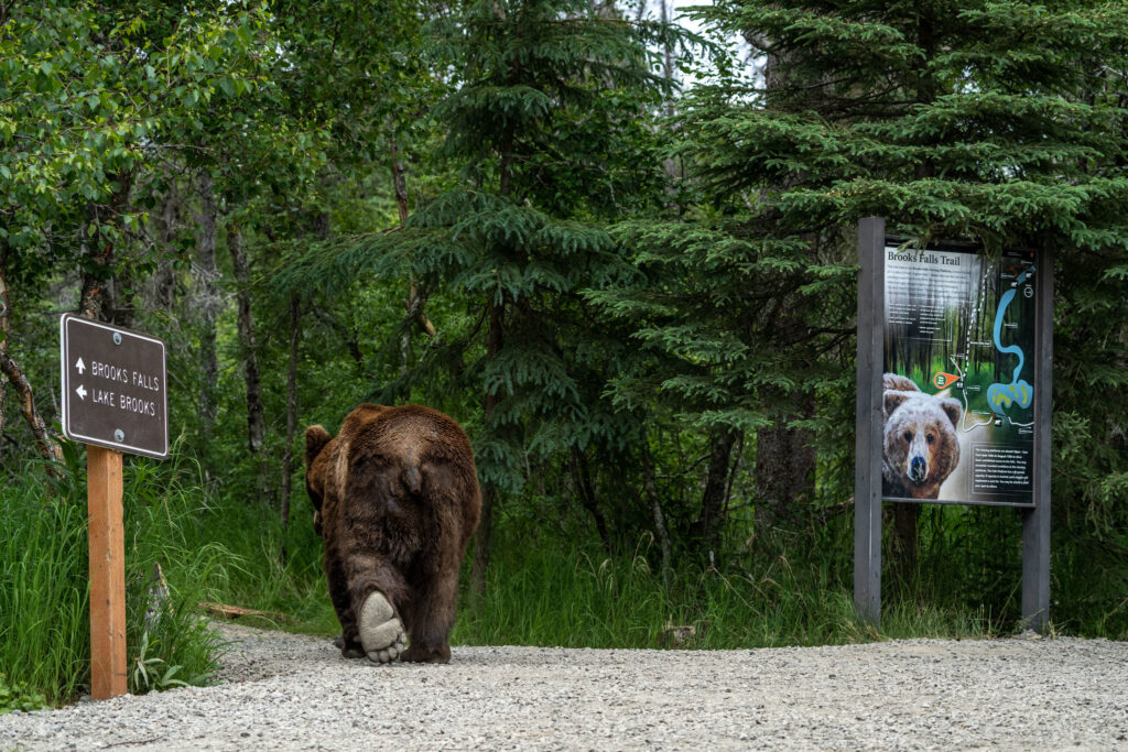 The 13 Best Things to Do in Katmai National Park: Bears and Volcanoes Galore 10 A brown bear makes its way toward Brooks Falls on the Brooks Falls Trail
