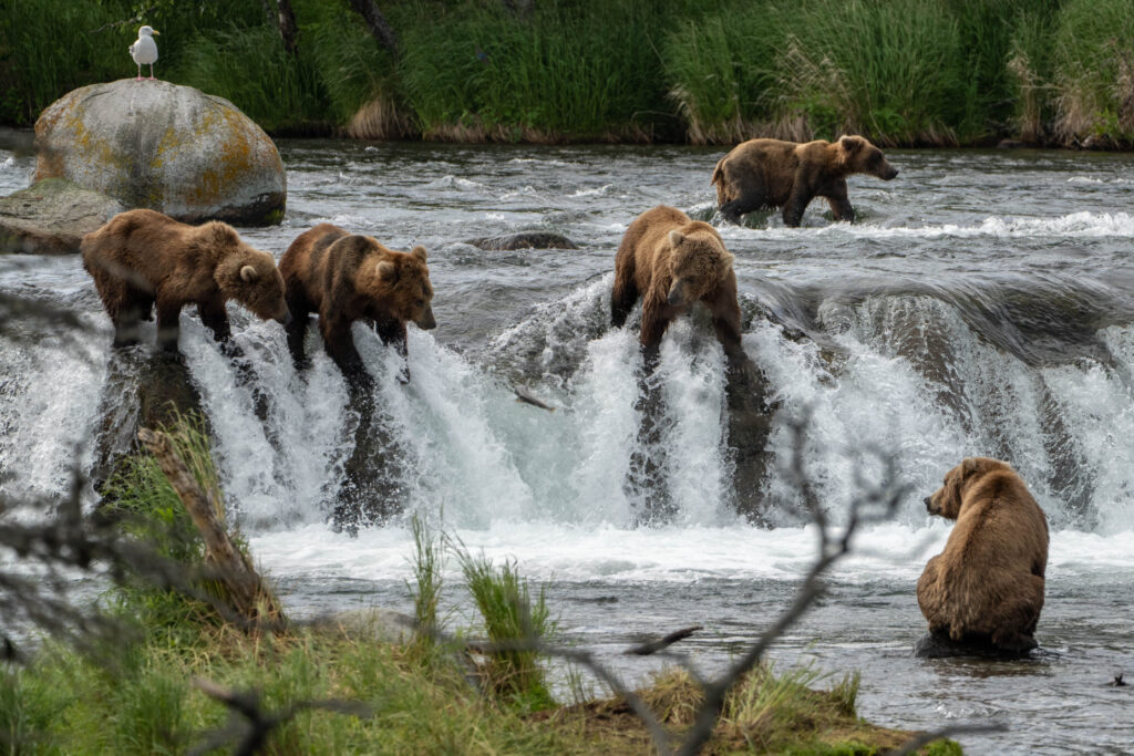 The 13 Best Things to Do in Katmai National Park: Bears and Volcanoes Galore 6 A group of bears straddle Brooks Falls hoping to catch salmon. Bear watching is one of the best things to do at Katmai National Park.