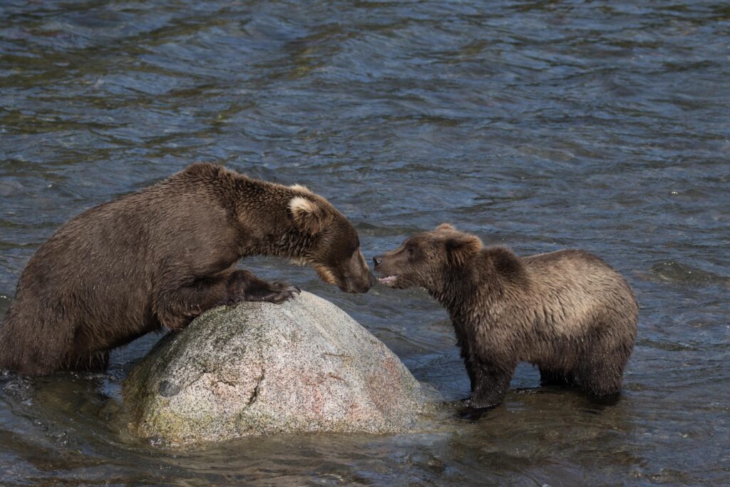 The 13 Best Things to Do in Katmai National Park: Bears and Volcanoes Galore 29 Two brown bears standing in water boop noses over a rock