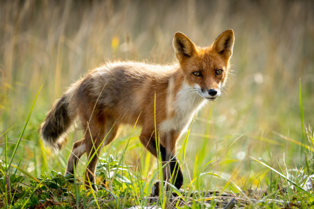 The 13 Best Things to Do in Katmai National Park: Bears and Volcanoes Galore 5 A red fox walking through green grass and flowers