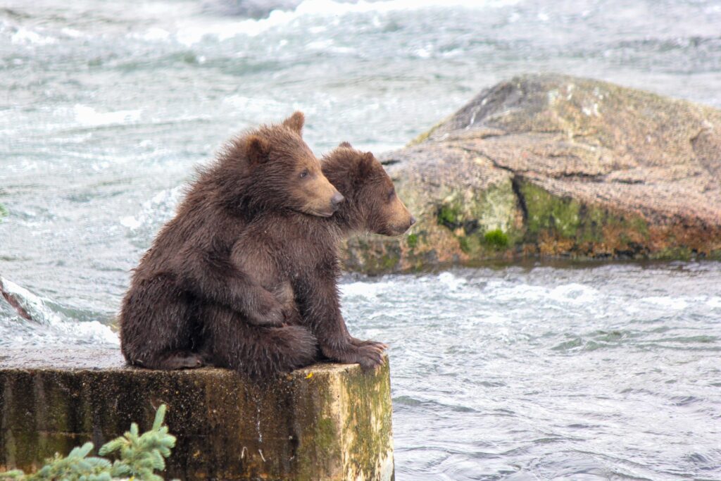 The 13 Best Things to Do in Katmai National Park: Bears and Volcanoes Galore 34 Two brown bear cubs sit on a pylon. One is holding the other.
