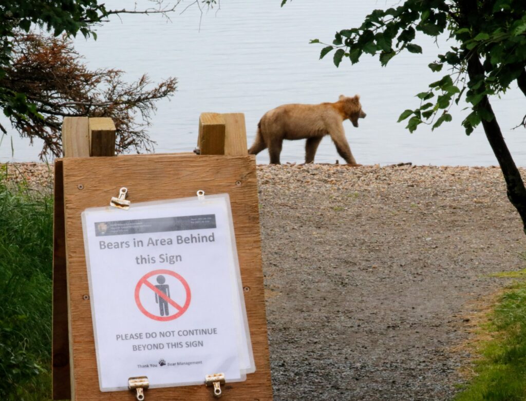 The Absolute BEST Time to Visit to Katmai National Park 19 A brown bear walks along a sandy beach behind a sign warning humans about bears in the area