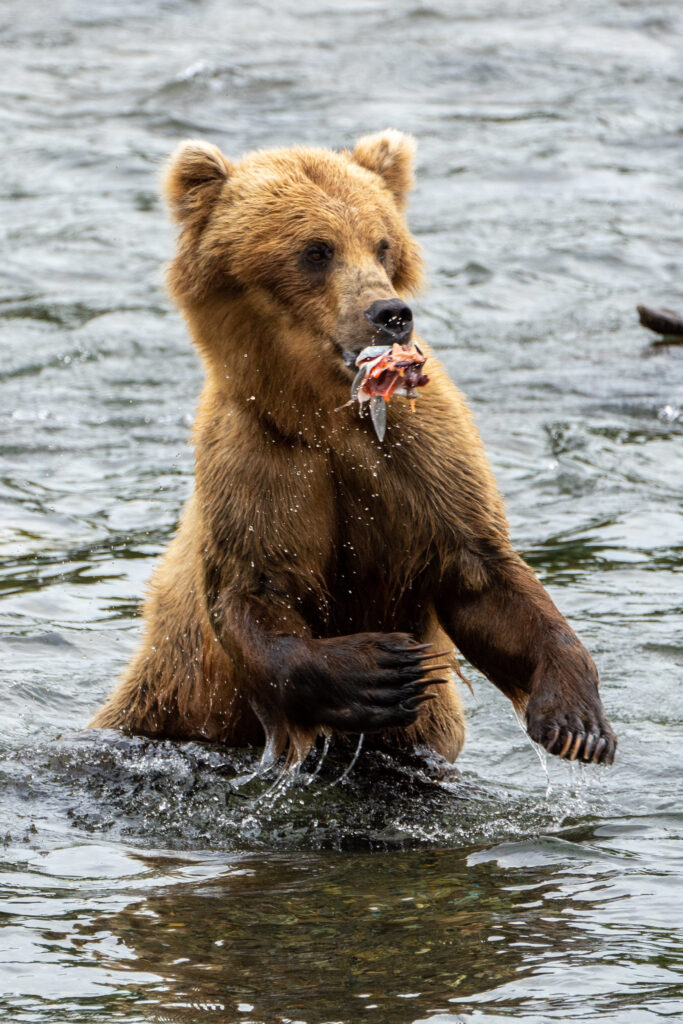 The Absolute BEST Time to Visit to Katmai National Park 10 A bear standing in water with a pink salmon in its mouth