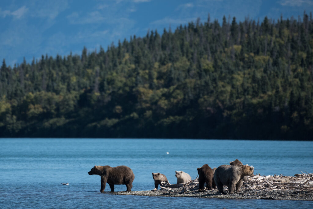 The Absolute BEST Time to Visit to Katmai National Park 7 A group of bears in Naknek Lake in Katmai National Park - the best time to visit Katmai National Park is June or August to see bears here