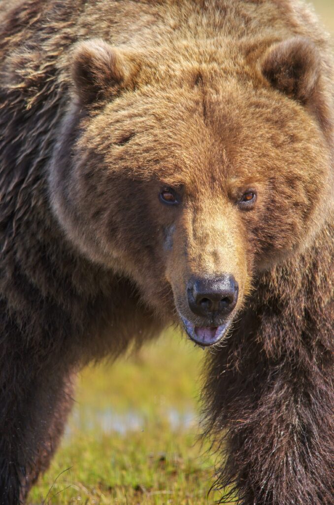 The Absolute BEST Time to Visit to Katmai National Park 9 A close-up photo of a brown bear face walking toward the camera