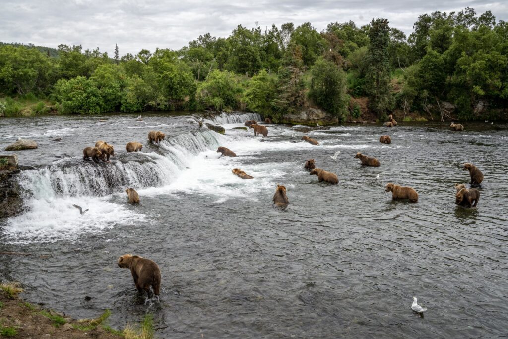 The Absolute BEST Time to Visit to Katmai National Park 8 A group of brown bears at Brooks Falls. The best time to visit Katmai National Park to see this is in July.
