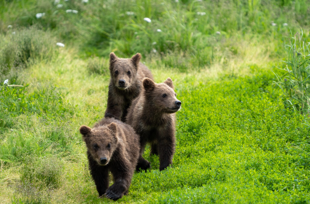 The Absolute BEST Time to Visit to Katmai National Park 16 Three brown bear cubs walk through bright green grass