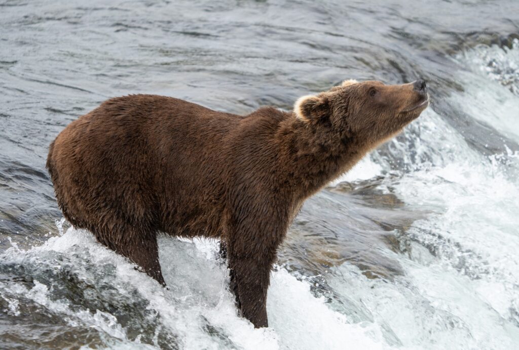 The Absolute BEST Time to Visit to Katmai National Park 14 A brown bear stands at the top of a waterfall with its nose pointed in the air