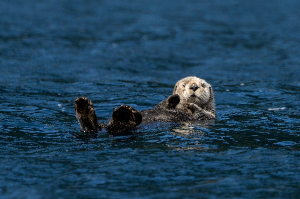 The Absolute BEST Time to Visit to Katmai National Park 20 An otter floats on its back in dark blue water