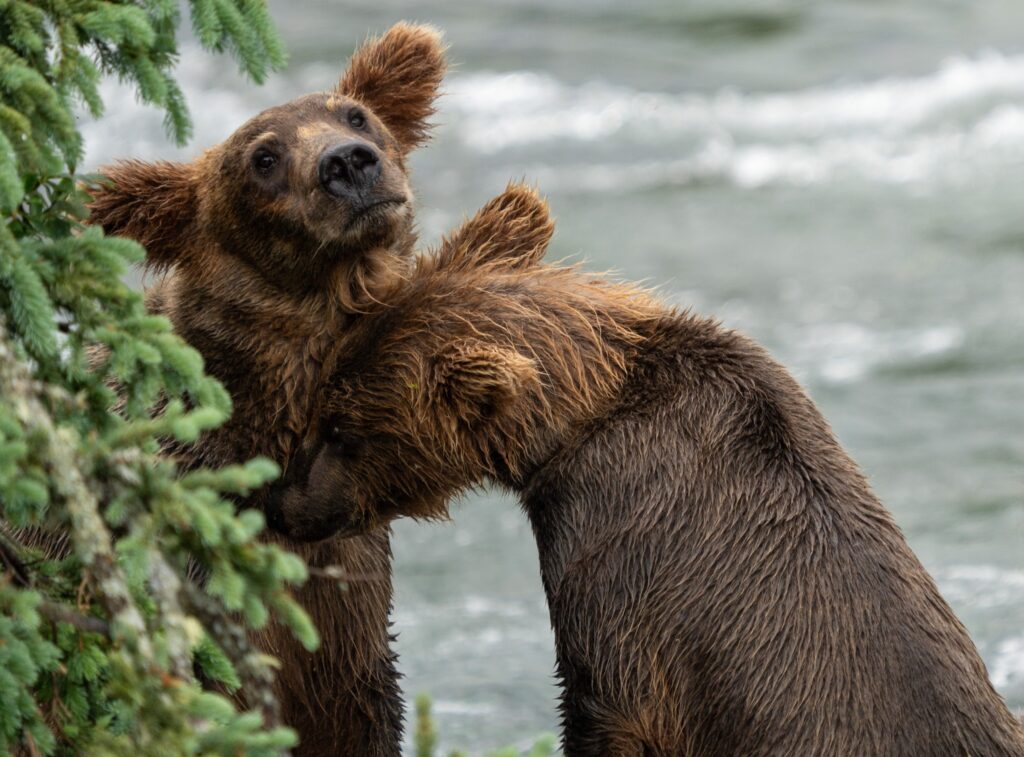The Absolute BEST Time to Visit to Katmai National Park 15 Two brown bear cubs nuzzling each other