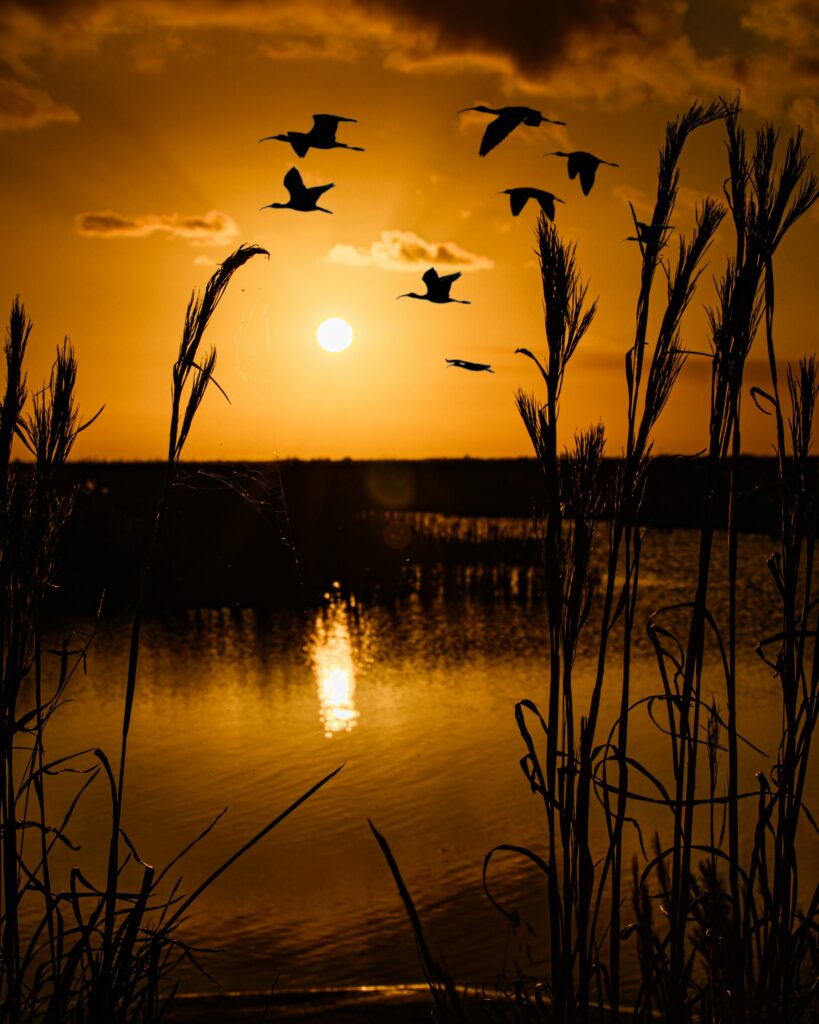 Everglades National Park Camping Guide: Everything You Need to Know 3 Birds flying over water and plants in front of an orange sunset