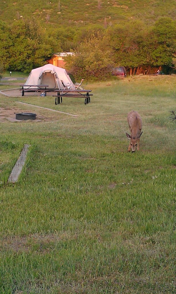 Camping in Mesa Verde National Park: Is Morefield Campground the Best in the National Parks? 14 A deer grazes on grass near a tent and benches in one of the campgrounds in Mesa Verde National Park