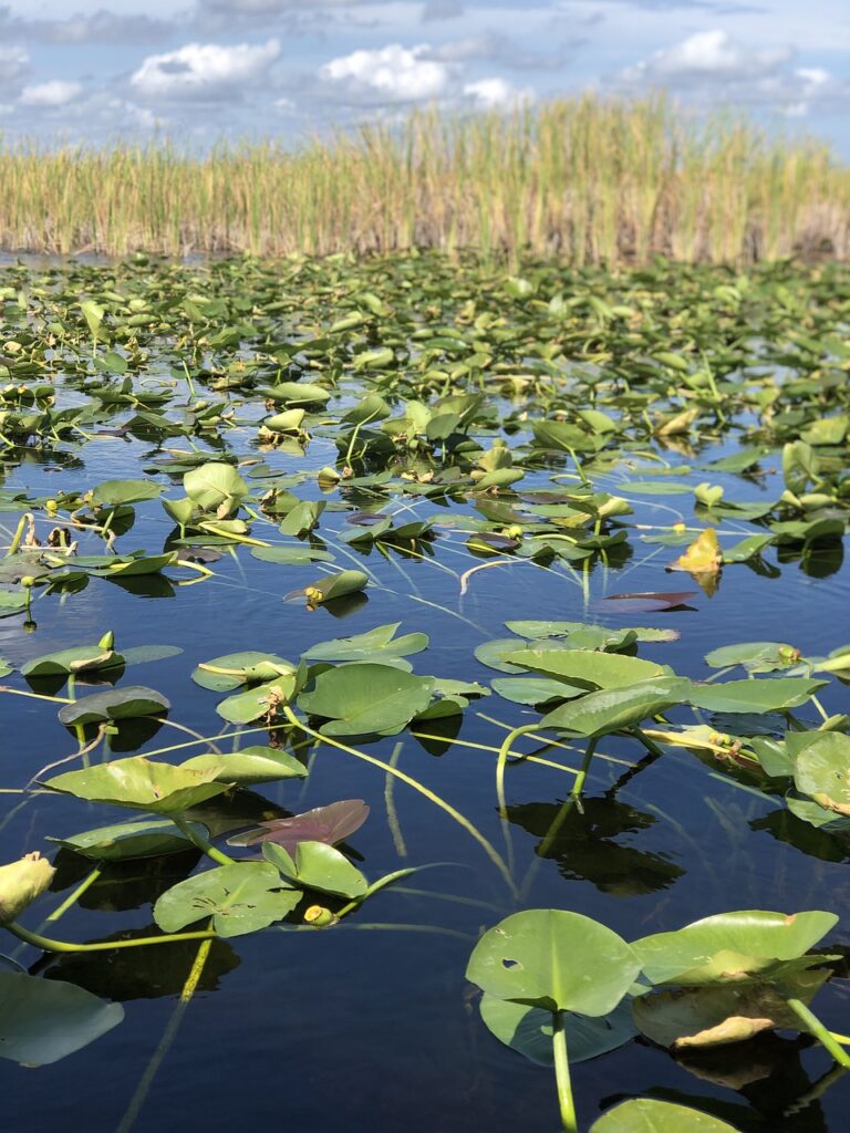 Everglades National Park Camping Guide: Everything You Need to Know 23 Lilypads on a blue pond
