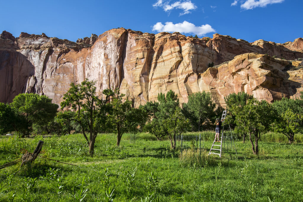20 Best Hikes in Capitol Reef National Park 40 Green fruit trees grow on green grass below orange cliffs