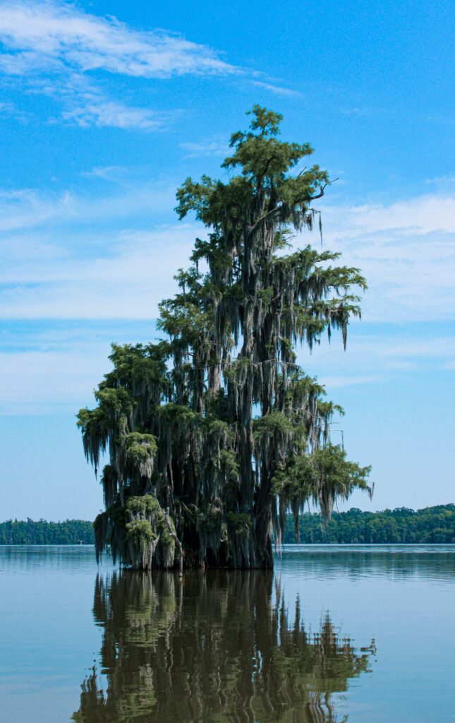 Everglades National Park Camping Guide: Everything You Need to Know 7 A lone green tree rises from a blue waterway