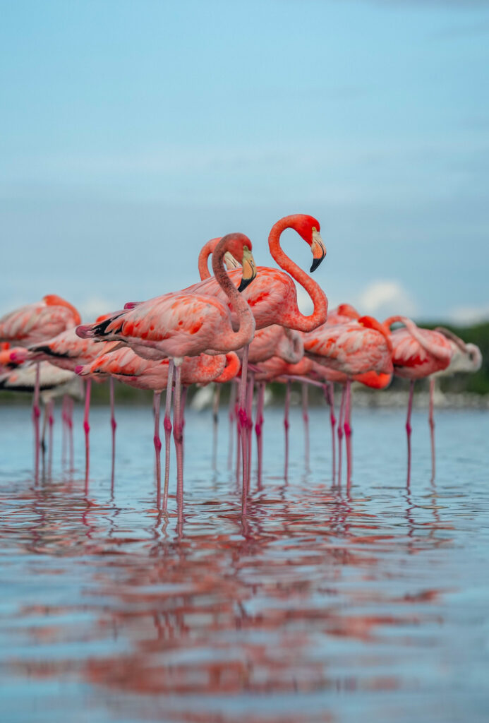 The Parks Expert: A National Park Blog 18 A flamboyance of pink flamingos in shallow water. Camping in the Everglades National Park wilderness is one of the ways to increase your chances of seeing flamingos in the park.